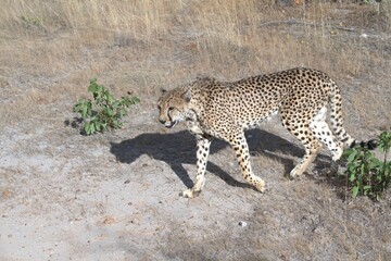 Cheetah in wild savanna , Animal of africa