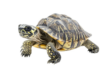 Fototapeta premium Small turtle with intricate shell pattern