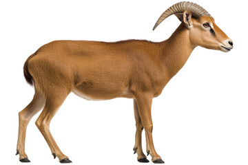 Obraz premium Side view of a reddish-brown antelope Profile of a mammal with long horns