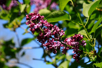 Violet lilac in spring garden