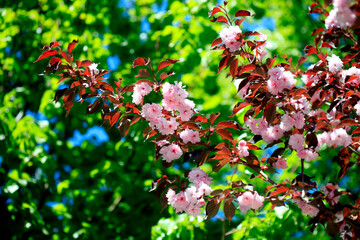 Pink cherry tree on nature background