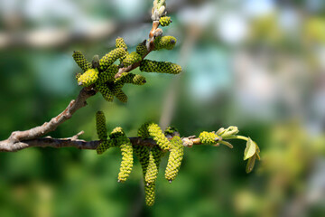 Colorful blossom in spring garden