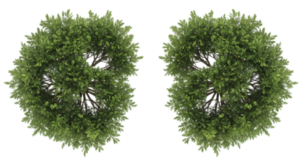 Aerial View of Two Lush Green Trees