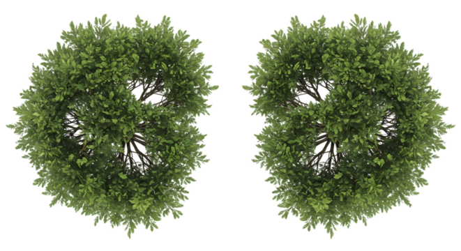 Aerial View of Two Lush Green Trees