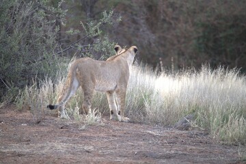 Lion in wild savanna , Animal of africa 
