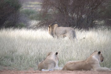 Lion in wild savanna , Animal of africa 