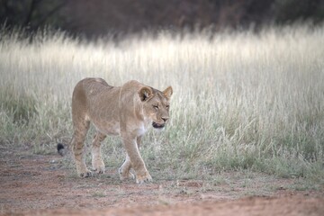 Lion in wild savanna , Animal of africa 