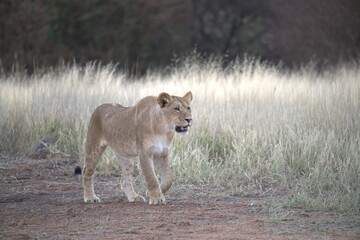 Lion in wild savanna , Animal of africa 