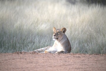 Lion in wild savanna , Animal of africa 