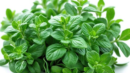 Green Bunch of Oregano Herb for Culinary Use and Natural Farming