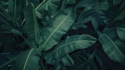 Lush green banana leaves texture with natural light and shadows for background