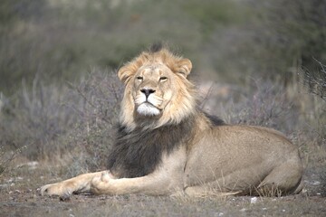 Naklejka premium Lion in wild savanna , Animal of africa 