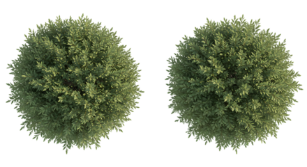 Aerial View of Two Lush, Round Trees