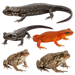 Naklejka premium Diverse Amphibians Reptiles Close Up Salamanders Toads Newts Studio Shot Dark Background