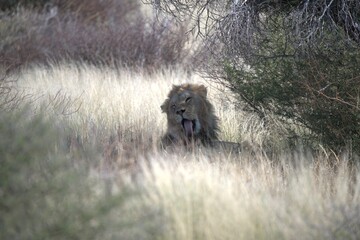 Lion in wild savanna , Animal of africa 