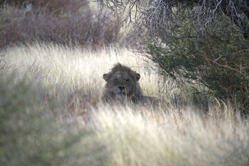 Lion in wild savanna , Animal of africa 