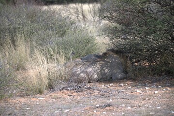Lion in wild savanna , Animal of africa 