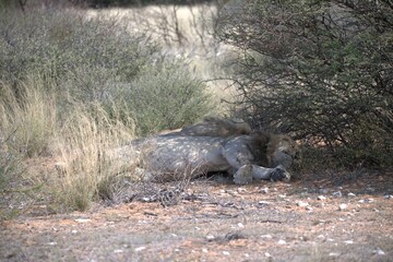 Lion in wild savanna , Animal of africa 