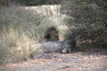 Lion in wild savanna , Animal of africa 