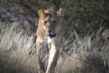 Lion in wild savanna , Animal of africa 