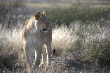 Lion in wild savanna , Animal of africa 