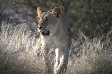Lion in wild savanna , Animal of africa 
