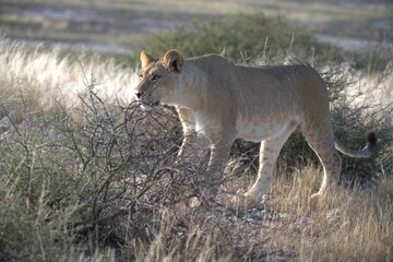 Lion in wild savanna , Animal of africa 