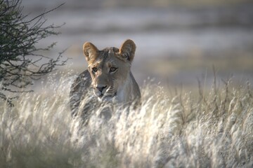 Lion in wild savanna , Animal of africa 