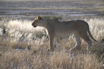 Lion in wild savanna , Animal of africa 