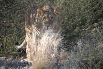 Lion in wild savanna , Animal of africa 