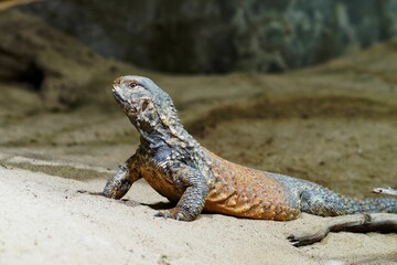 Colorful spiny-tailed lizard basking in natural habitat.