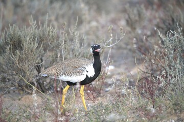 grey crowned crane in wild savanna , animal of africa