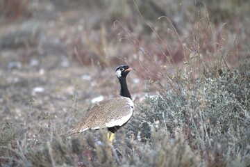 grey crowned crane in wild savanna , animal of africa