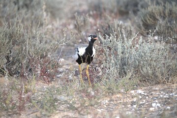 grey crowned crane in wild savanna , animal of africa