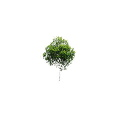 Isolated Green Tree on Transparent Background - Perfect for Compositing