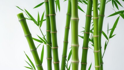 Single bamboo stalk on a solid background