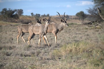 kudu in wild savanna , Animal of africa