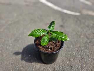 Coffee plant doing great