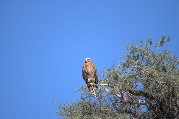 predator sky  in savanna , animal of africa