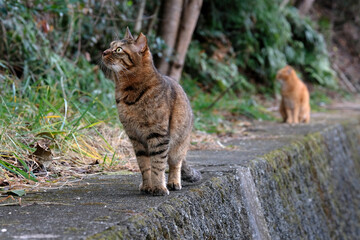 Two cats walking on a wall looking up