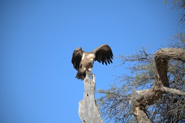 predator sky  in savanna , animal of africa
