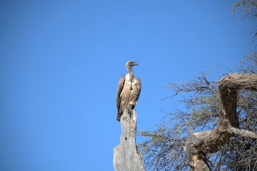 predator sky  in savanna , animal of africa