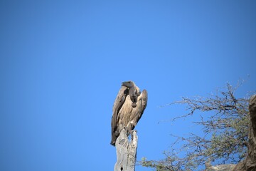 predator sky  in savanna , animal of africa
