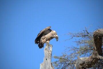 predator sky  in savanna , animal of africa