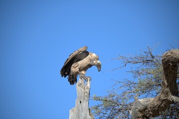 predator sky  in savanna , animal of africa