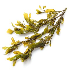 Laminaria Seaweed on White Background isolated on white background