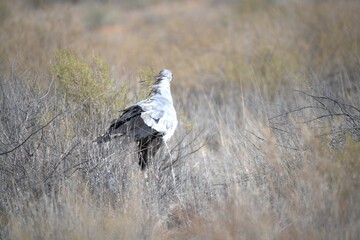 bird in wild savanna , Animal of africa