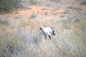 bird in wild savanna , Animal of africa