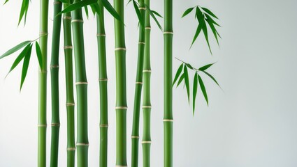 Bamboo stem against a white backdrop