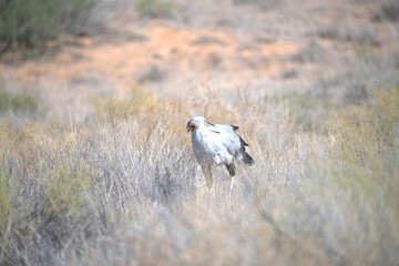 bird in wild savanna , Animal of africa